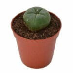 Peyote -  Lophophora williamsii 2-3 CM