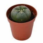 Peyote -  Lophophora williamsii 3-4 CM