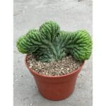 Trichocereus pachanoi - cristata (San Pedro) in pot - Small