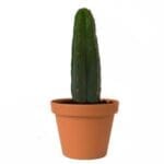 San Pedro Pachanoi (Trichocereus) In Pot Small