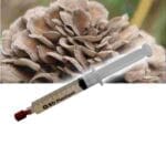 Maitake (Grifola frondosa) Liquid Culture Spuit