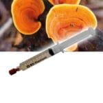 Red Reishi (Ganoderma lucidum) Liquid Culture Spuit