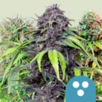 Medical CBD Mix (RQS)