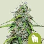 Royal Gorilla Automatic (RQS)
