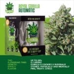 IGrowCan - Royal Gorilla Automatic (RQS)