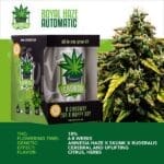 IGrowCan - Royal Haze Automatic (RQS)