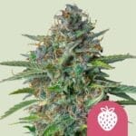 Strawberry Cough (RQ)