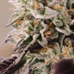 Vision Gelato Auto (Vision Seeds)