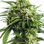 Vision Gorilla Auto (Vision Seeds)