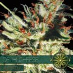 Delhi Cheese AUTO (Vision Seeds)