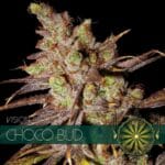 Choco Bud( Vision Seeds )